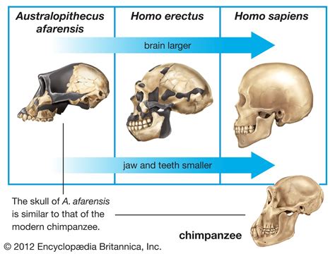 fossils of hominins are similar to modern apes
